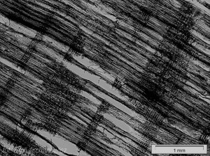 drewno z przymrużeniem oka - buk makro przekrój promieniowy