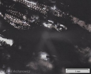 drewno z przymrużeniem oka - węgiel bukowy makro