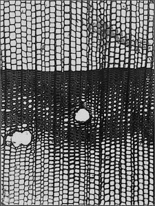 drewno z przymrużeniem oka - świerk makro poprzeczny