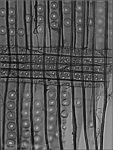 drewno z przymrużeniem oka - świerk makro promieniowy pole krzyżowe