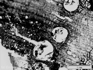 drewno z przymrużeniem oka - dąb makro poprzeczny