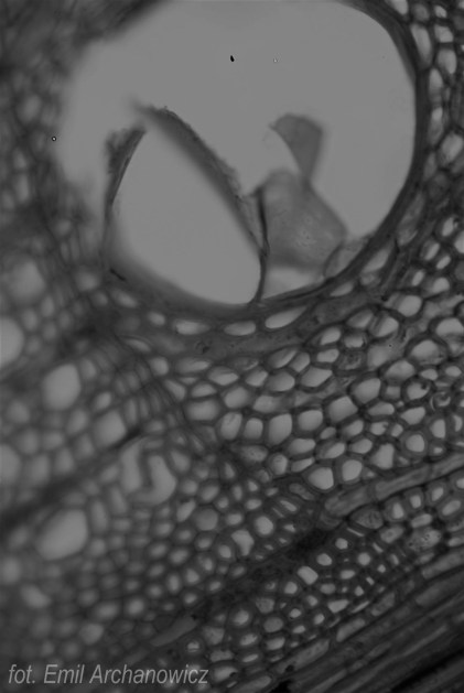 naczynie drewna wczesnego dębu