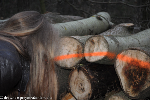 rozpoznawanie drzew wg. technologa drewna