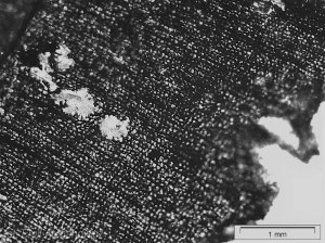 drewno z przymrużeniem oka - węgiel iglasty makro poprzeczny