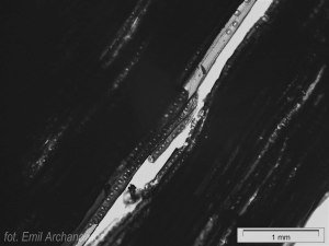 drewno z przymrużeniem oka - węgiel iglasty makro promieniowy