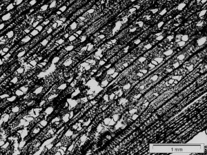 drewno z przymrużeniem oka - olcha makro poprzeczny