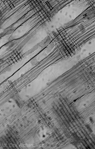 drewno z przymrużeniem oka - olcha makro promieniowy