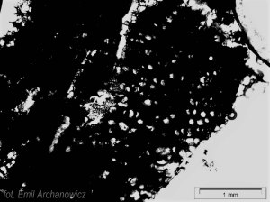 drewno z przymrużeniem oka - węgiel olchowy makro