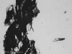 drewno z przymrużeniem oka - węgiel olchowy makro promieniowy