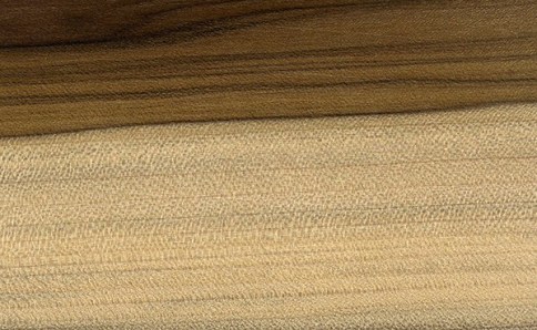 magnolia grandiflora