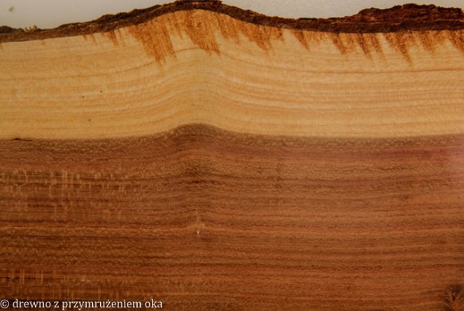 śliwa przekrój promieniowy