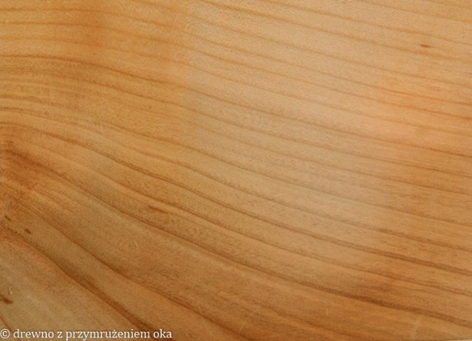 czereśnia przekrój promieniowy