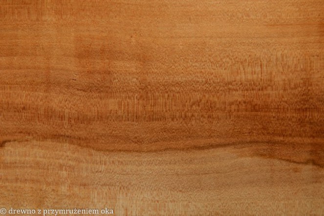 grusza promieniowy-2