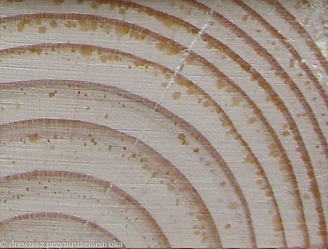 poprzeczny sosna makro