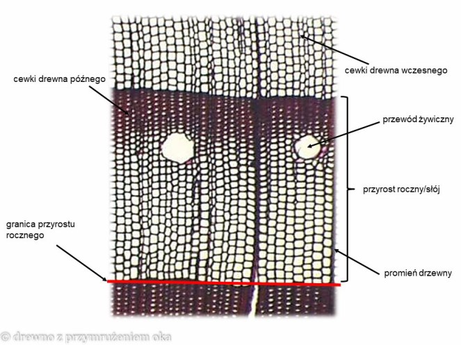 sosna poprzeczny mikro
