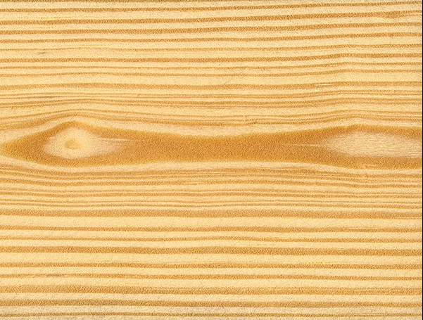 sosna promieniowy makro