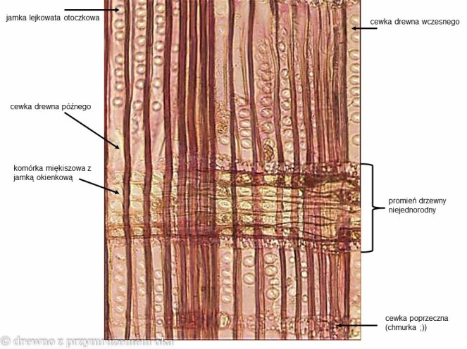 sosna promieniowy mikro-2