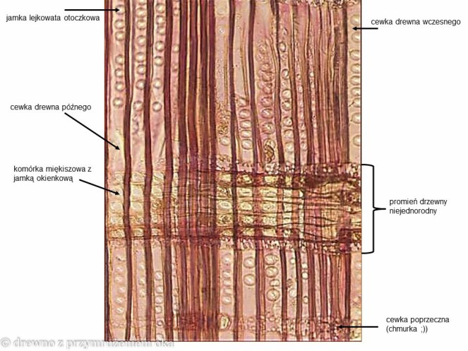 sosna promieniowy mikro-2