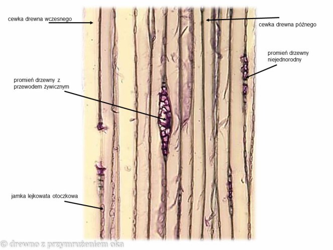 sosna styczny mikro-2