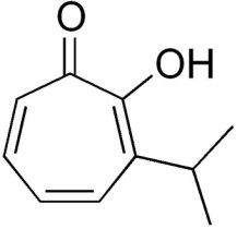 thujaplicin - żywotnik