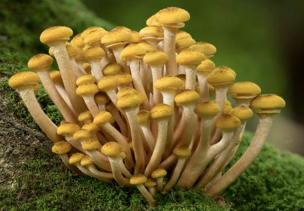 armillaria mellea