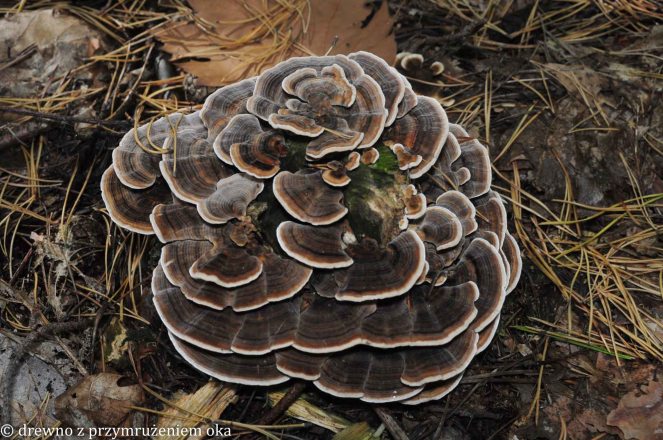 trametes versicolor
