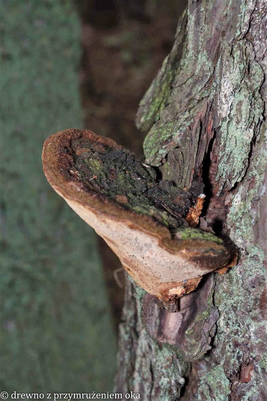 phellinus pini