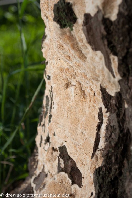 heterobasidion annosum