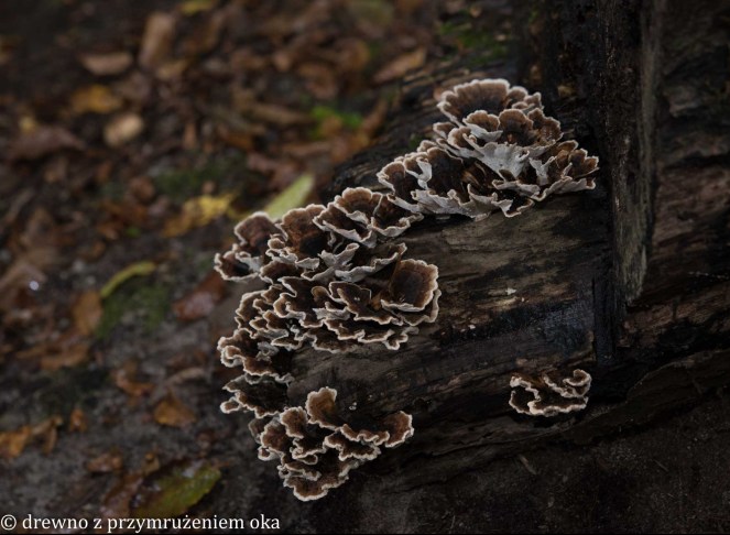 heterobasidion annosum