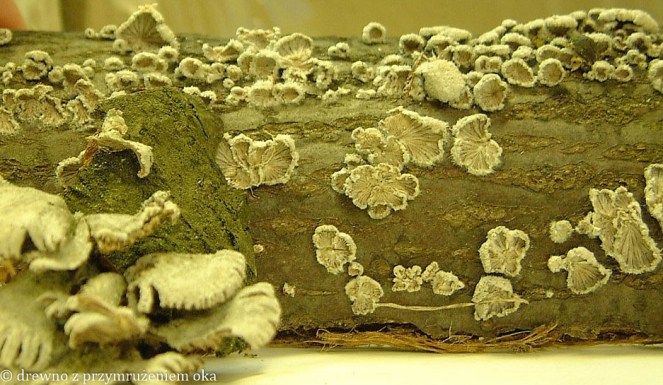 Schizophyllum commune