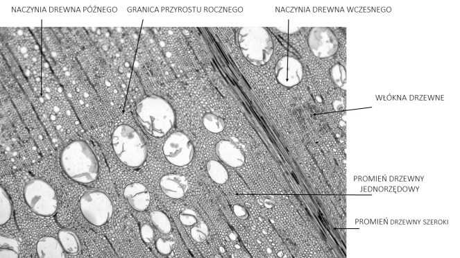 dąb poprzeczny makro