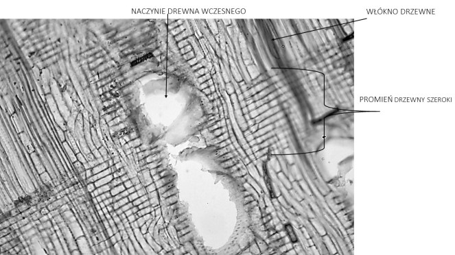 dąb przekrój promieniowy makro