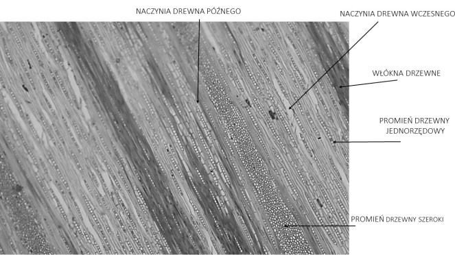 dąb przekrój styczny makro