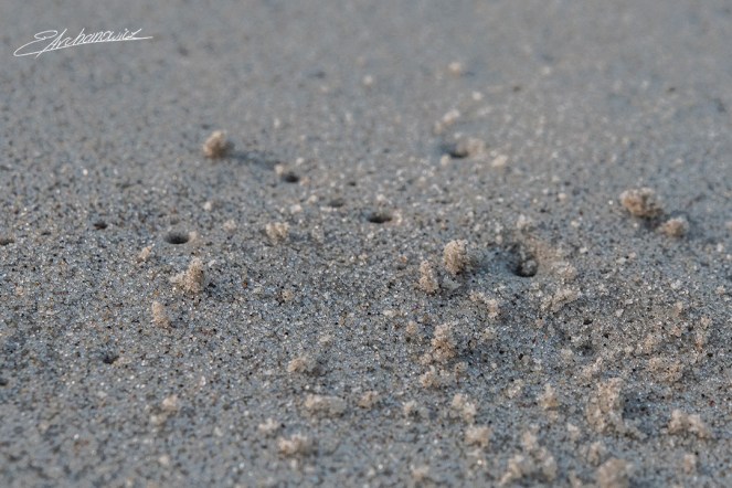 EA_morze_bąbelki_001