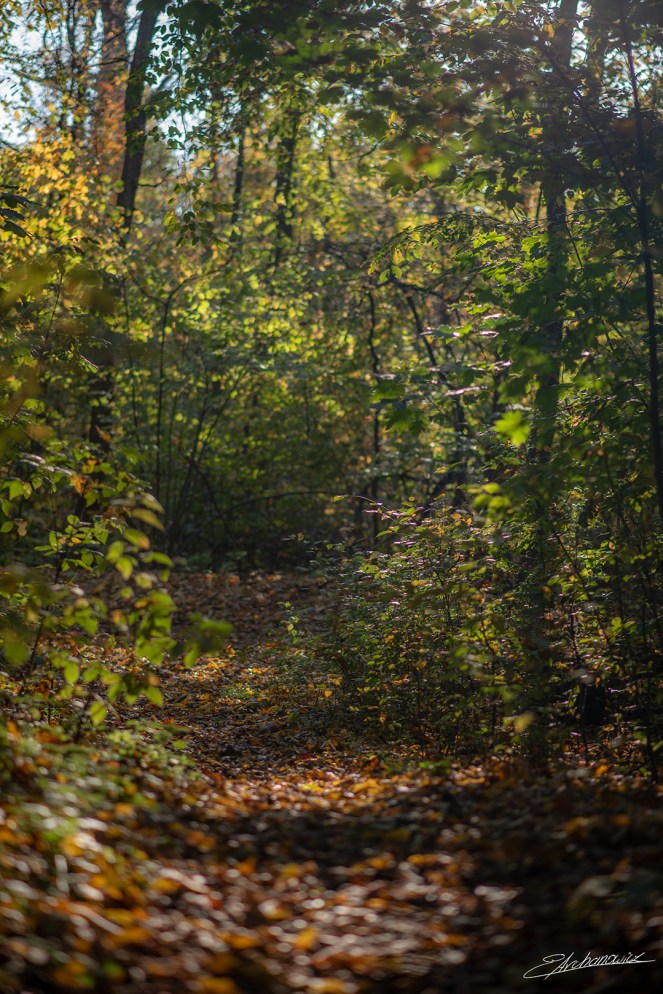 Rezerwat Las Bielański