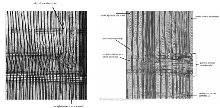 porównanie zdrowej i napromieniowanej sosny