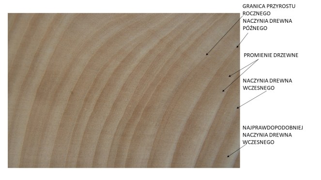 drewno, lipa, poprzeczny, makro