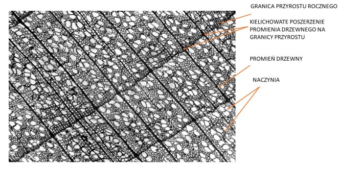 lipa porzeczny mikro x10