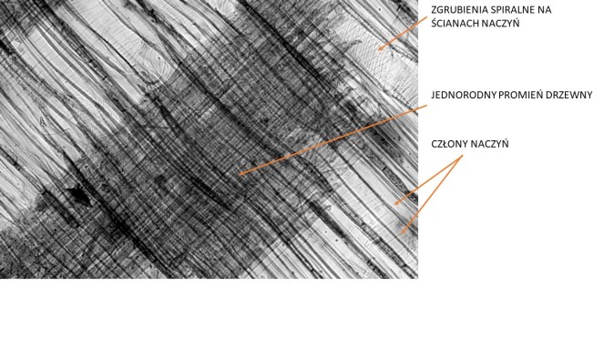 lipa promieniowy mikro